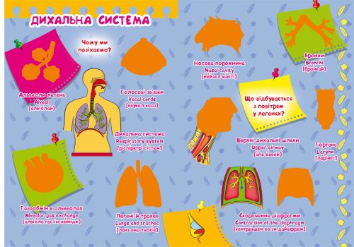 Велика книга "Розвиваючі наклейки. Розумні завдання. Тіло людини" (укр)